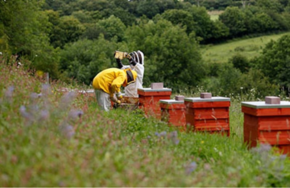 Ενίσχυση 12 ευρώ ανά κυψέλη για μελισσοκόμους Αιγαίου